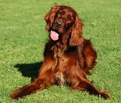 Irish setter.jpg